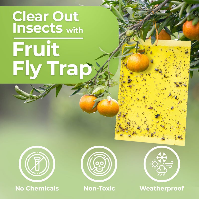 BASIC CONCEPTS Fruit Fly Trap (20 Pack), Double-Sided Yellow Sticky Traps (Indoor & Outdoor), Fruit Fly Traps for Kitchen & Plants, Fruit Fly Killer - Sticky Gnat Trap Indoor Solution, Fungus Gnat Traps - Image 2